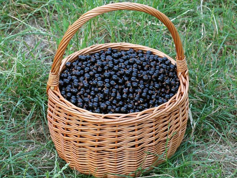 Porzeczka czarna (zdjęcie poglądowe)
